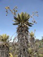 /album/fotogaleria/frailejon-jpg/